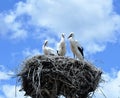 Nest of Storks
